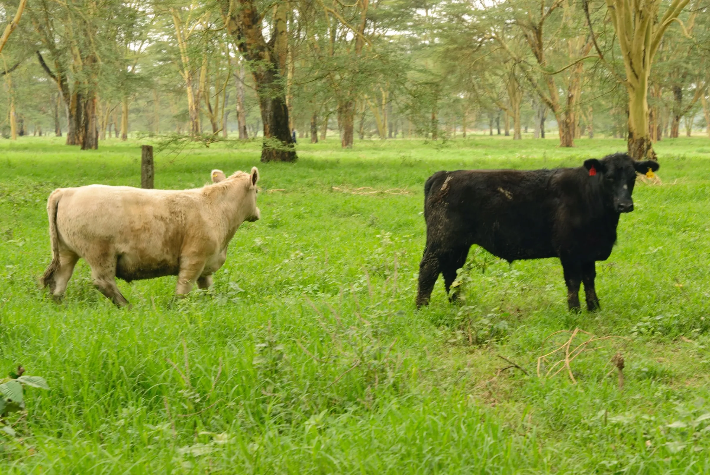 Black Angus and Charolais cattle resting in a feedlot