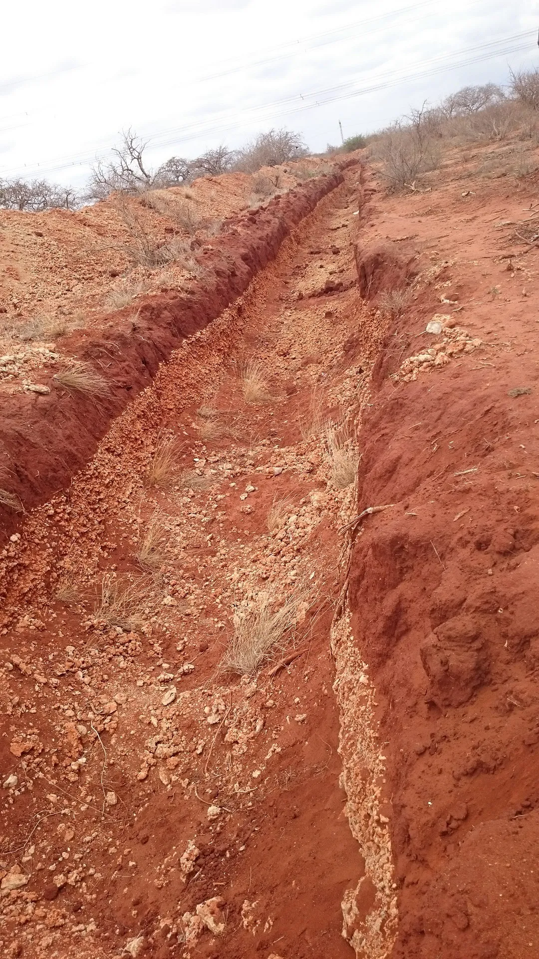 A deep trench with vertical red-earth walls being dug along the quarantine perimeter