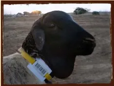 A black-headed sheep wearing a yellow barcoded LTS ear tag