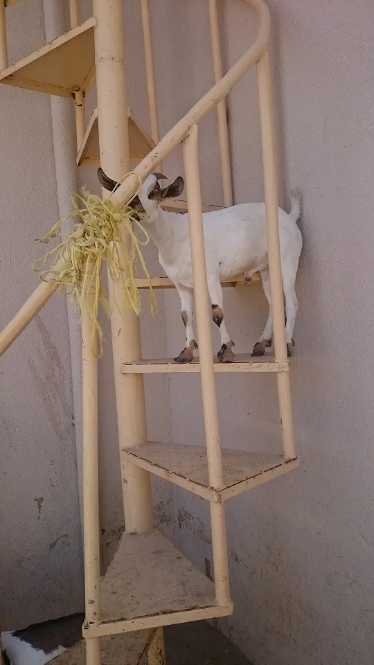 A goat climbing a spiral staircase