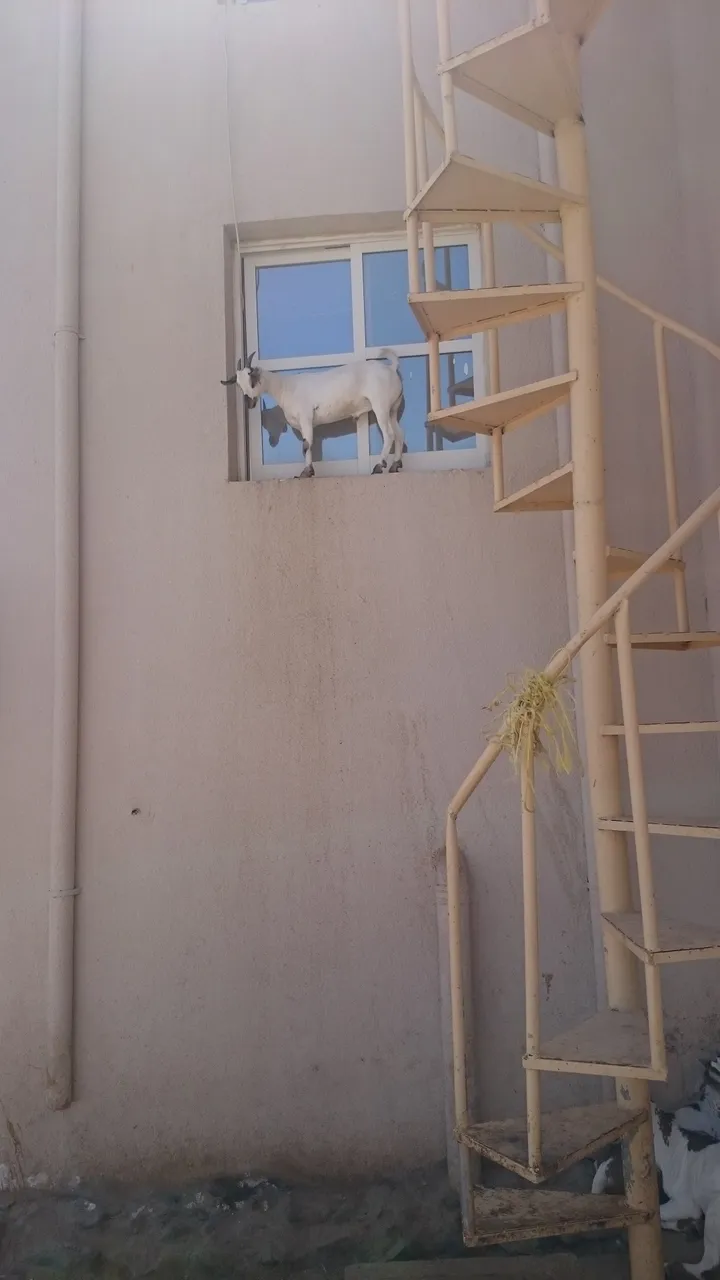 A goat looking out through a window