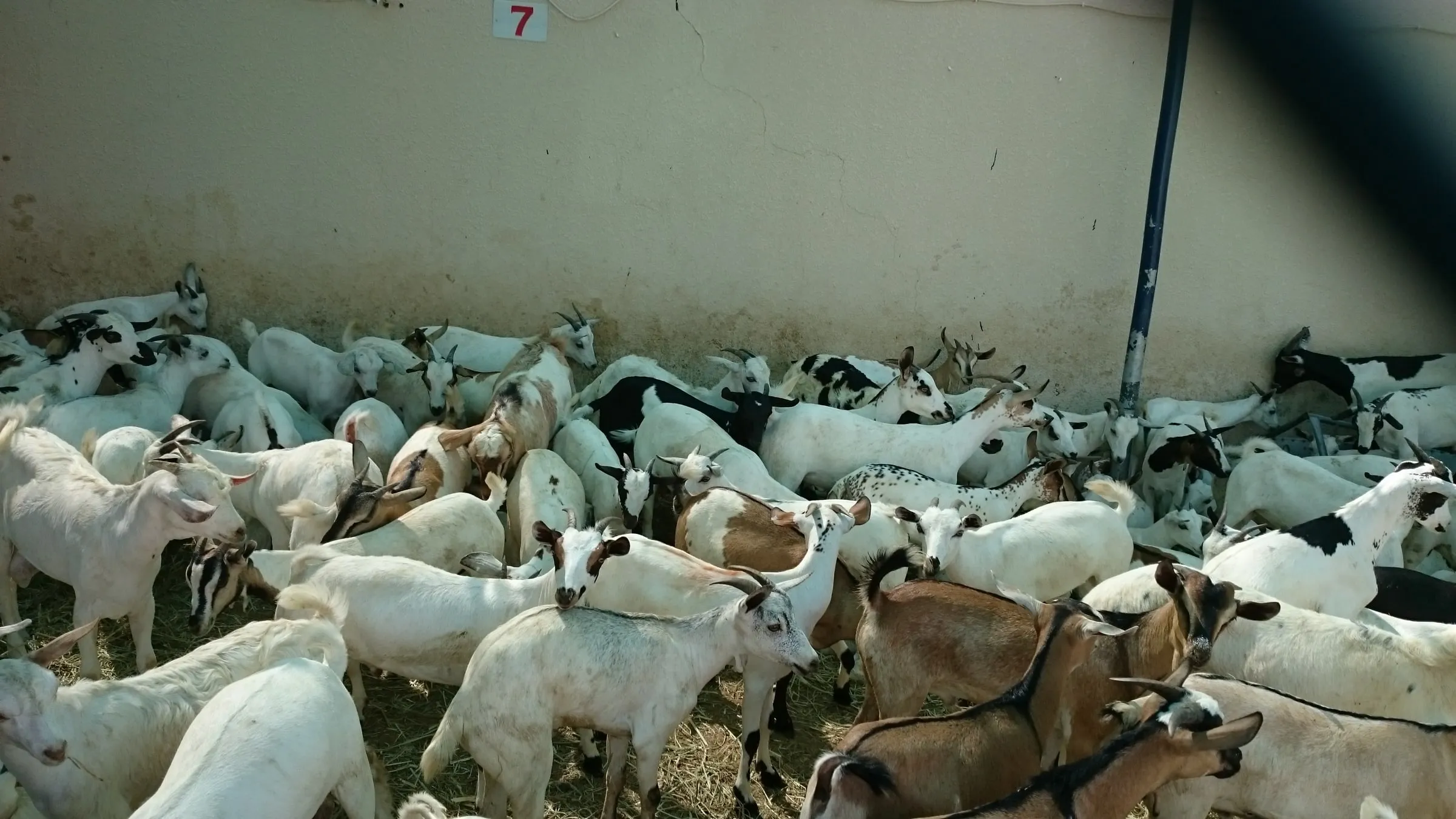 Goats crowded in a shaded quarantine pen at Buraimi