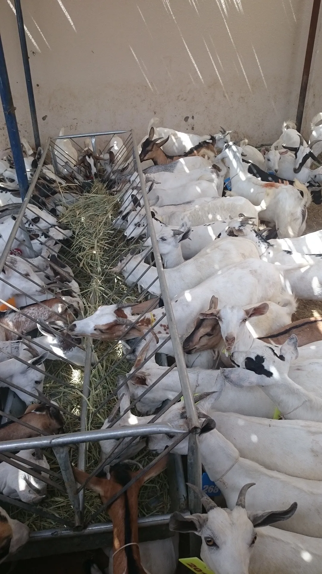 Goats eating from a feed trough at the Buraimi quarantine