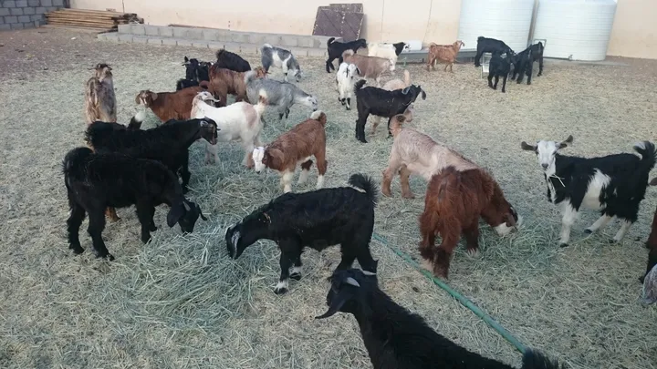 Quarantined local sheep and goats in a pen