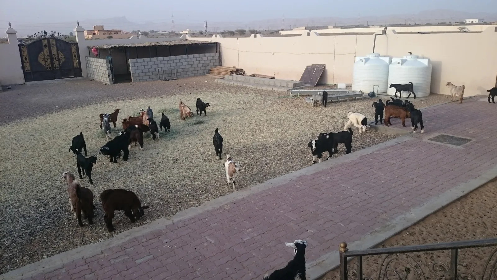 View over the Buraimi quarantine yard, Oman, with livestock and water tanks