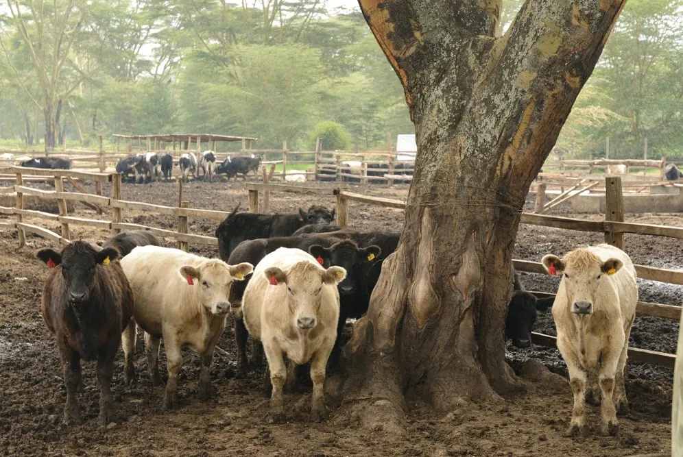 Young cattle standing under an acacia tree on a farm in Naivasha