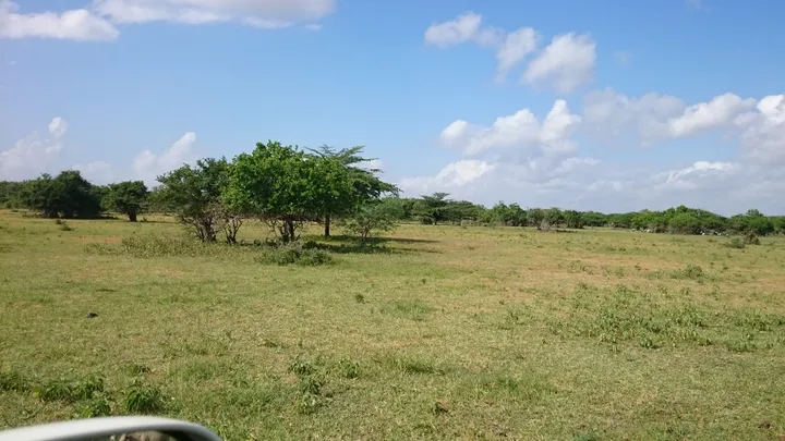 Open grassland and bush on the coastal farm