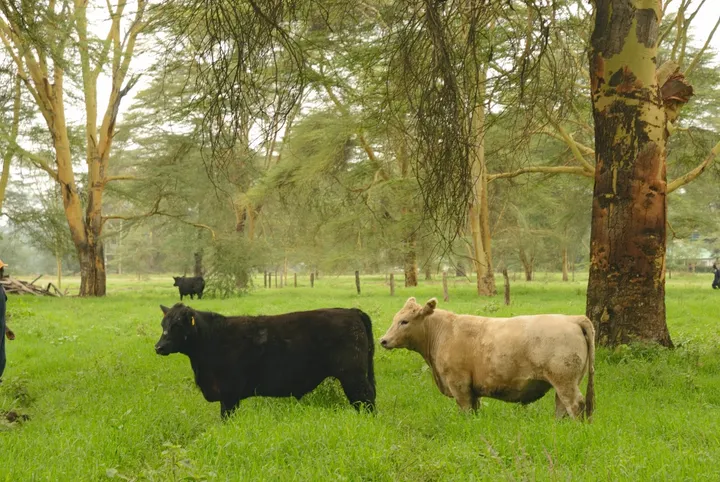 Black and pale cattle grazing under acacia trees