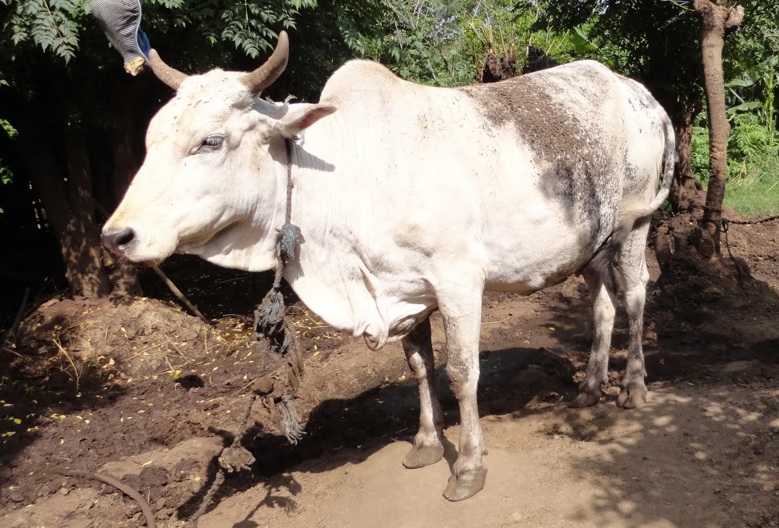 A white zebu bull tethered beside a pile of fodder