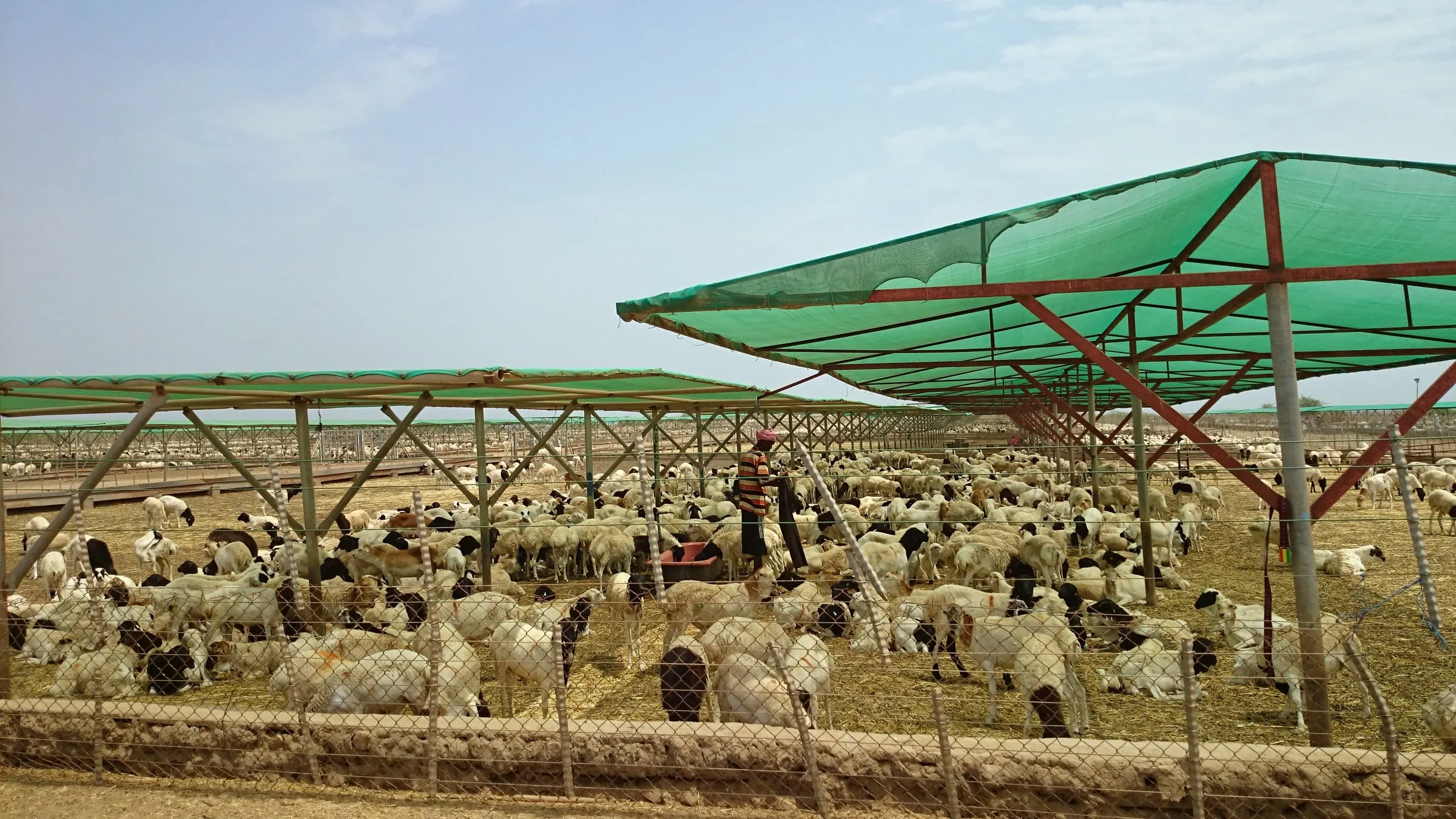 Black-headed sheep resting in shaded pens at the Djibouti export quarantine