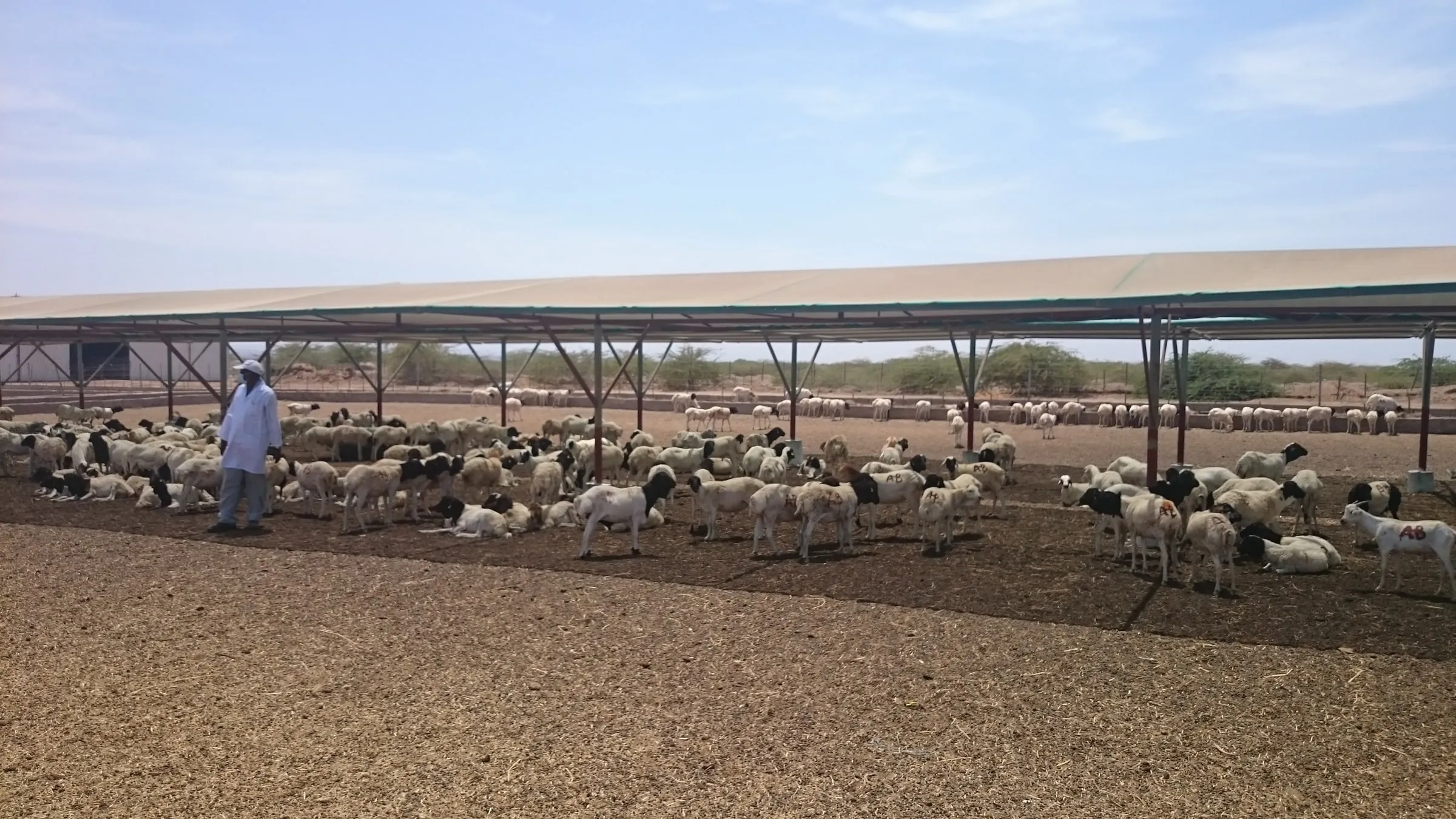 Sheep resting under shade structures in a quarantine pen
