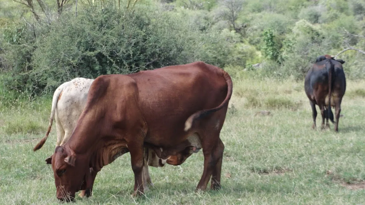 A red Boran-cross bull grazing near the Athi River, Kenya