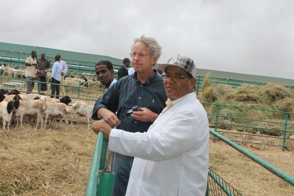 Dr. Chip Stem and a colleague inspecting sheep at a quarantine in Somalia