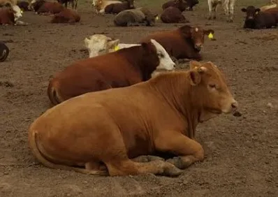 Cattle resting in a feedlot in Ethiopia