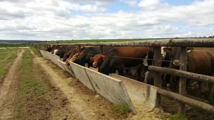 Cattle feeding at troughs outside a feedlot pen