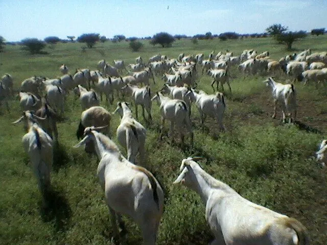 White goats grazing on open green pasture