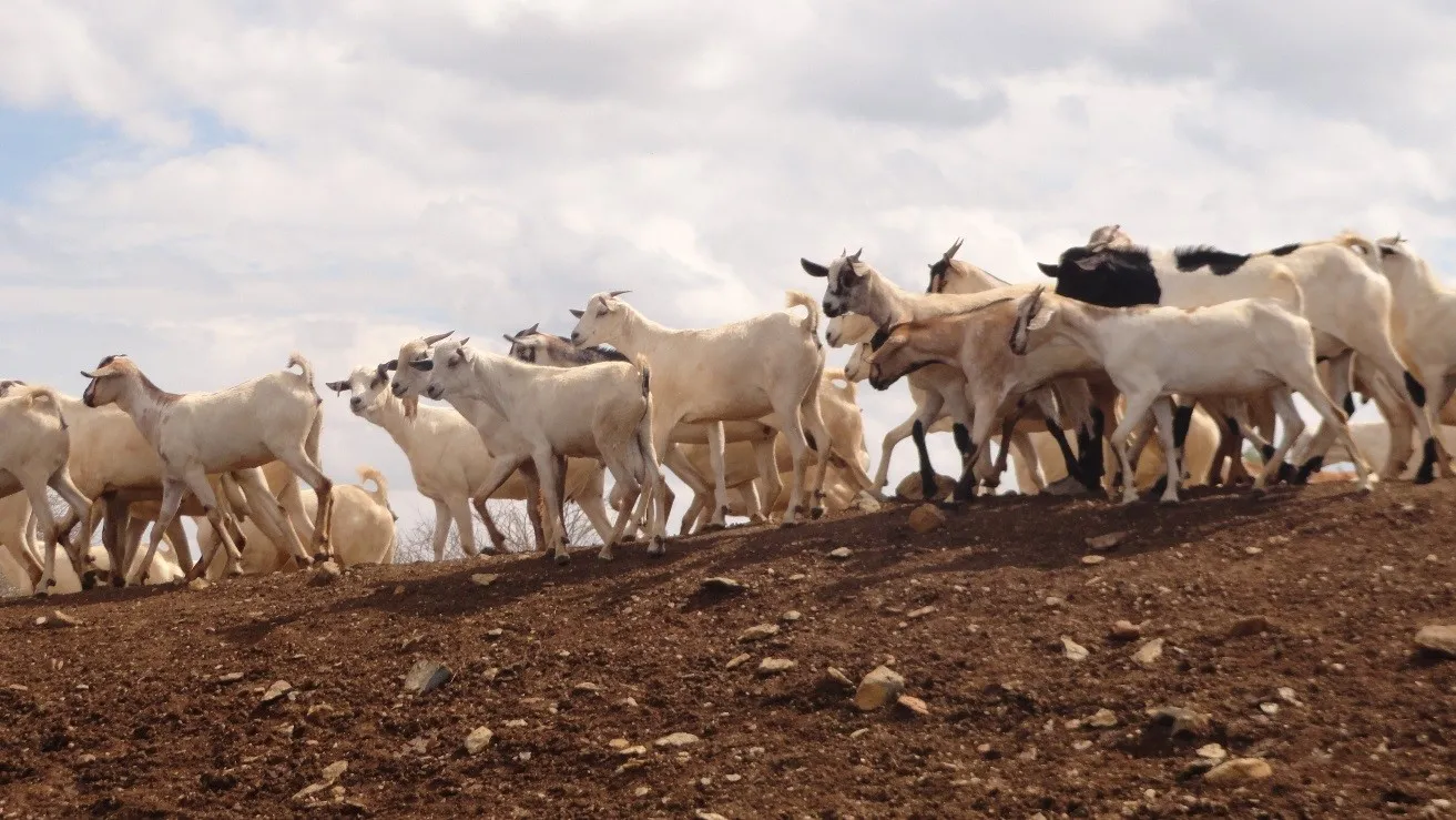 A herd of goats crossing a red-earth hillside