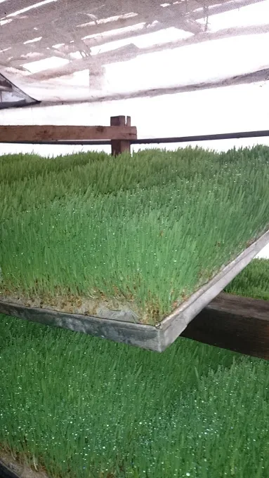 Trays of hydroponically grown barley fodder