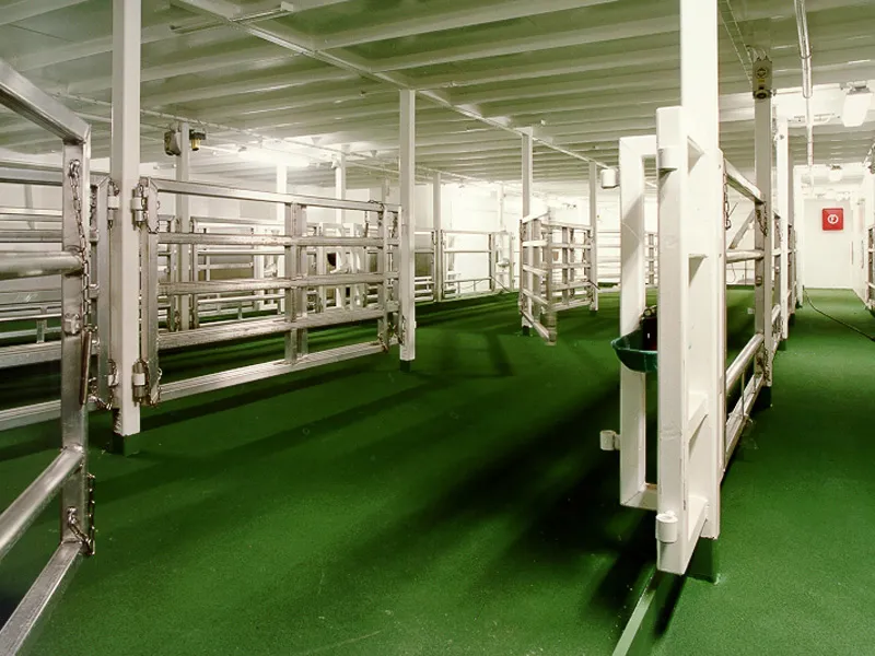 Clean, ventilated livestock pens on the deck of a cattle carrier ship