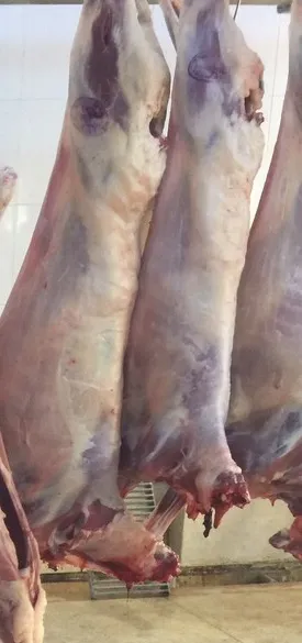 A well-flayed sheep carcass hanging in a slaughterhouse