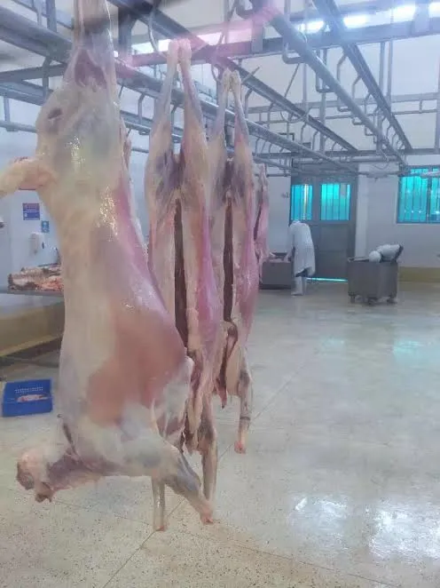 Well-flayed goat carcasses hanging on a rail