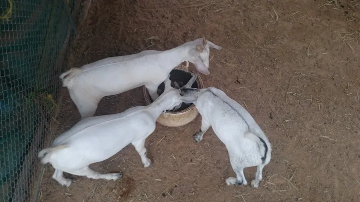 Young Yemeni goats feeding from a bowl