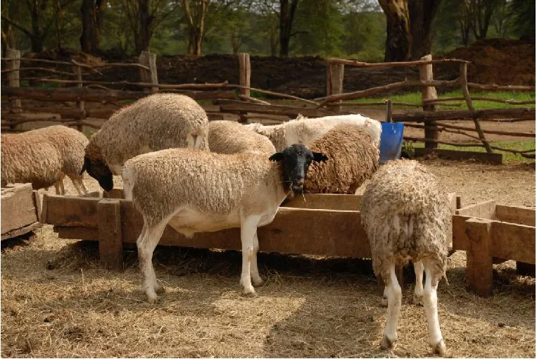 Sheep feeding at a wooden trough