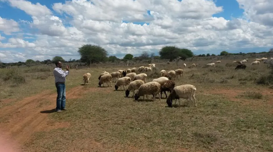 A herder walking with a flock of sheep across open grassland