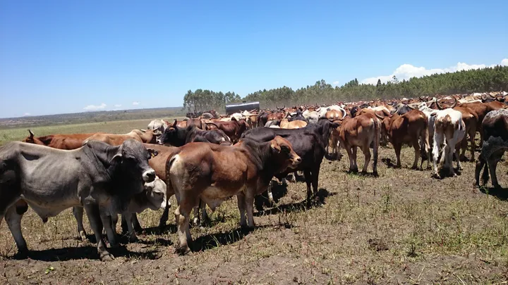 Zebu cattle grazing on open grassland