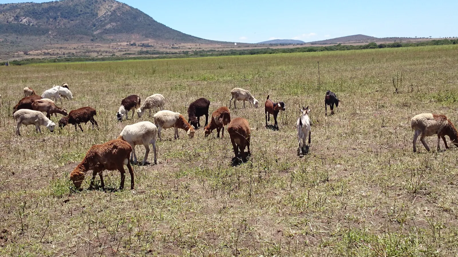 A flock of sheep and goats grazing on open pasture in Kenya
