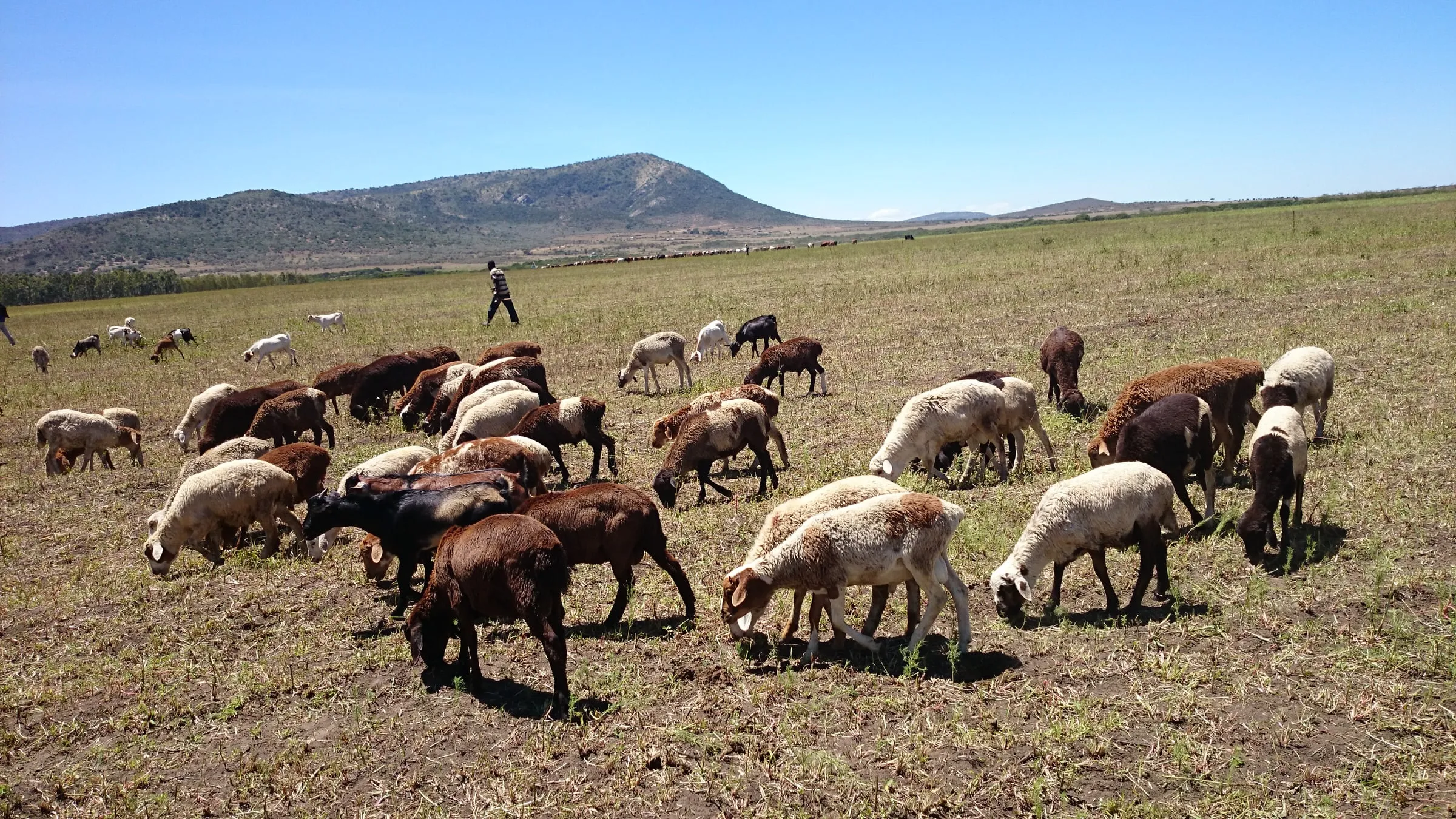 Sheep grazing on a pasture below a mountain in the Maasai Mara