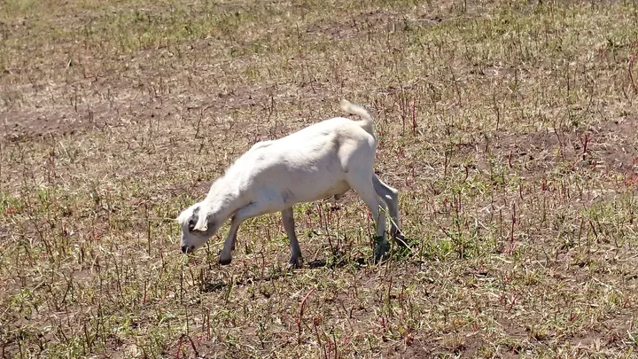 A well-finished white goat grazing