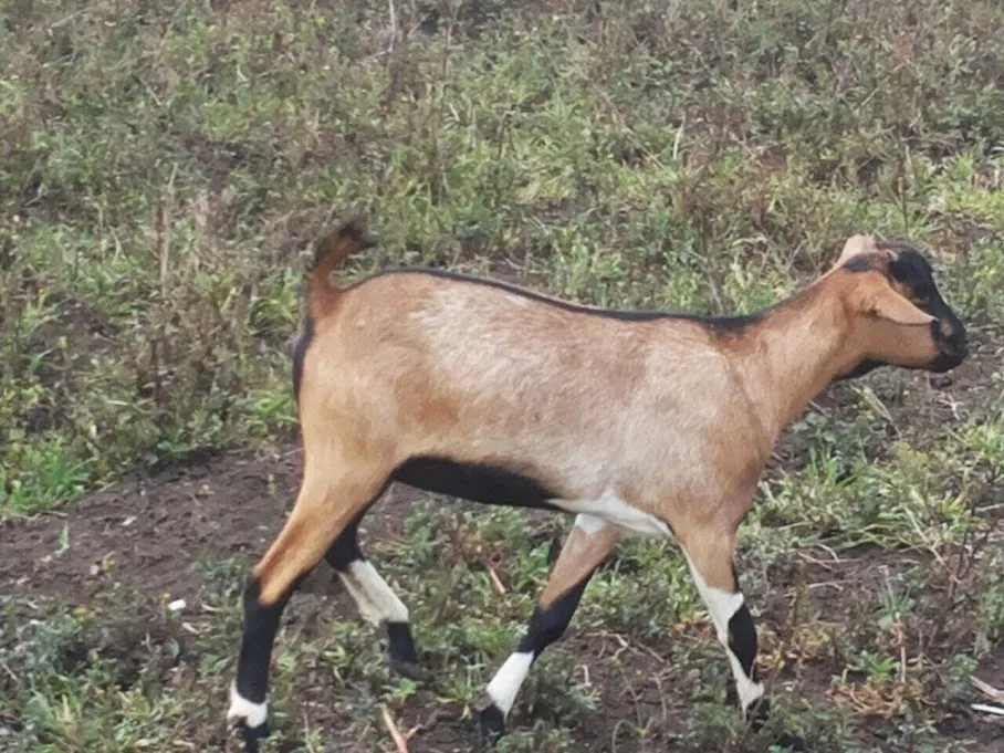 A young, well-finished brown goat