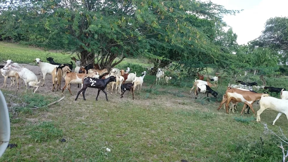 Goats grazing in open bush on the Coastal Riverside Farm, Kenya