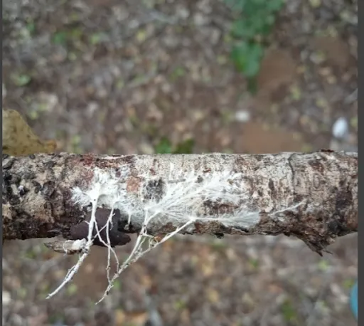 White fungal mycelia harvested from forest soil