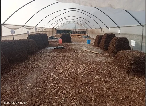Rows of BioSoil piles inside a greenhouse at the hub